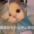 小猫咪能有什么坏心眼呢表情包下载